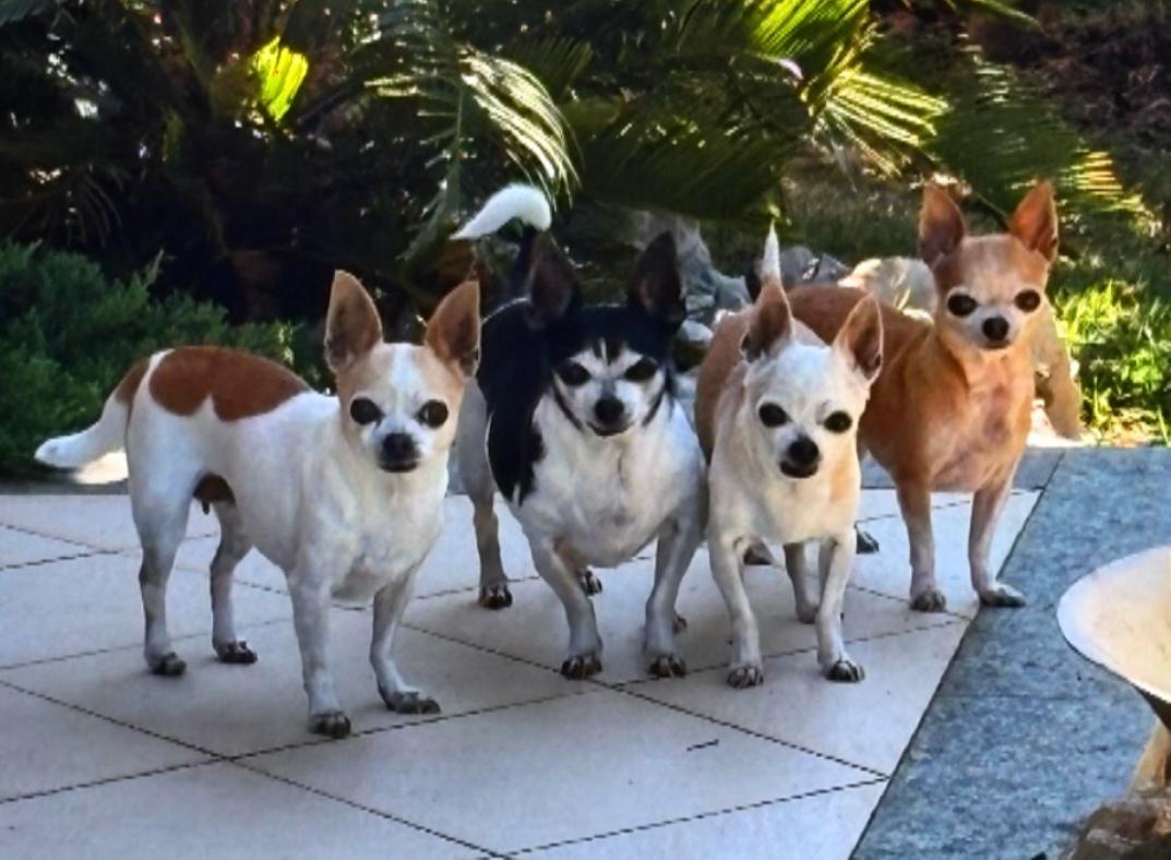 I quattro chihuahua di Elvira — Bijou e gli altri tre — sul patio del Le Château de Bijou a Borgaro, vicino a Torino