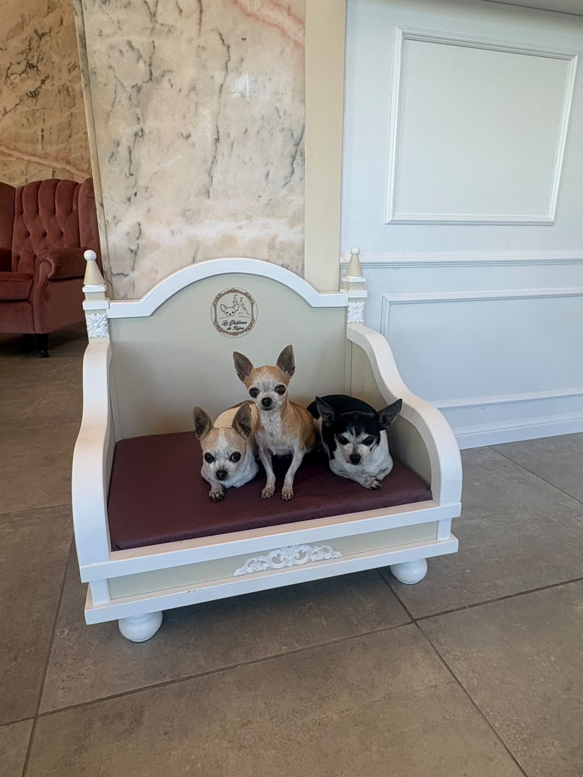 Tre chihuahua nella cuccia in legno a forma di castello