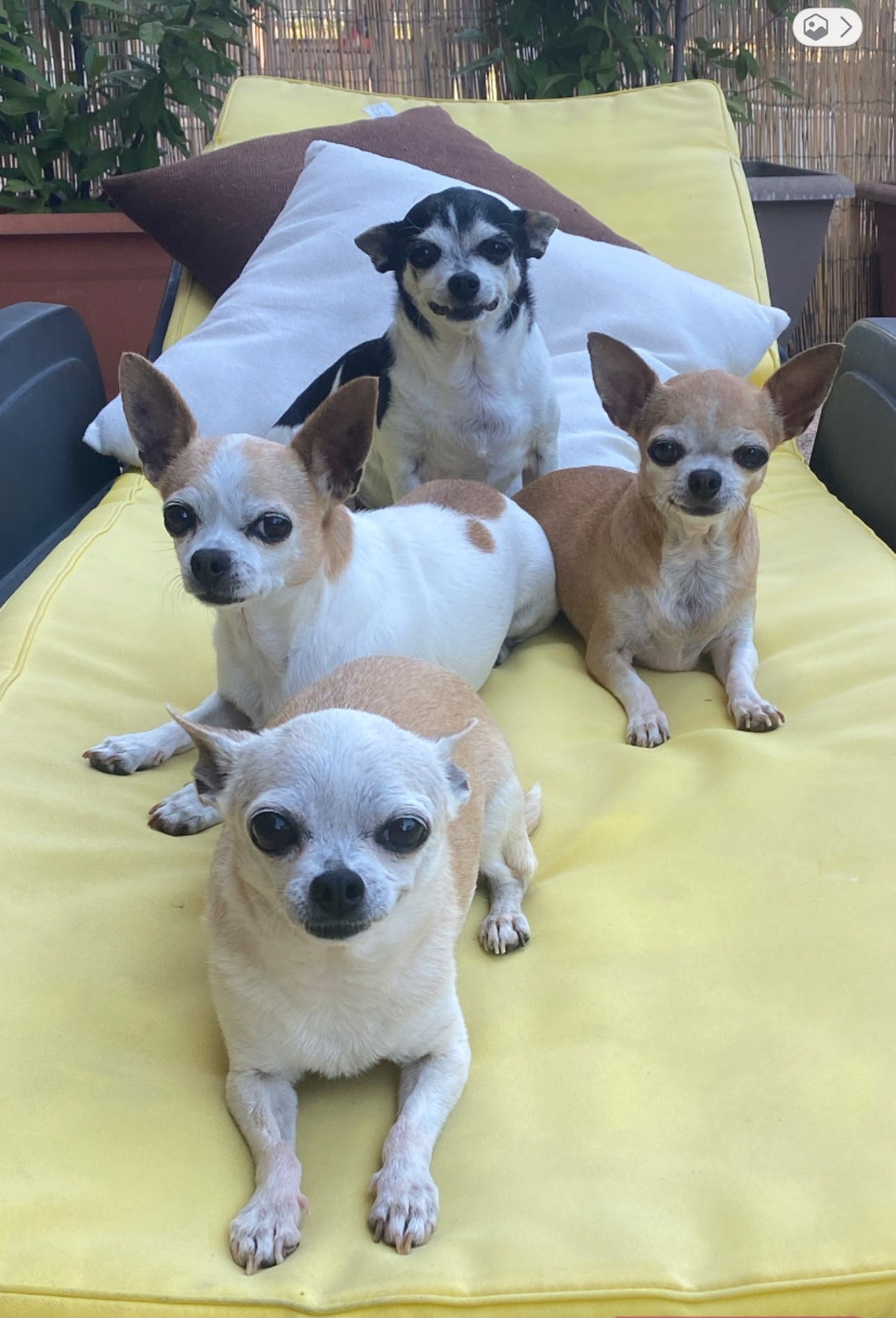 I quattro chihuahua di Elvira